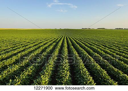 Stock Image - Mid-growth soybean field with a wisp of clouds in the sky; Iowa, United States of America. Fotosearch