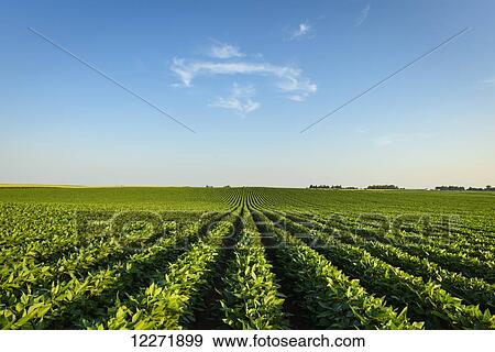 Stock Photo - Mid-growth soybean field with a wisp of clouds in the sky; Iowa, United States of America. Fotosearch
