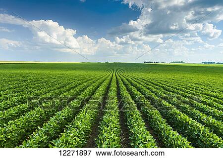 Stock Photo - Mid-growth soybean field with cumulus clouds passing overhead; Iowa, United States of America. Fotosearch
