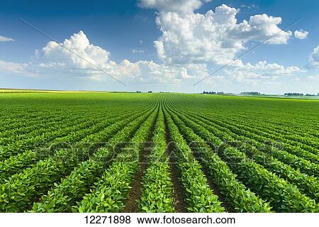 Stock Photo - Mid-growth soybean field with cumulus clouds passing overhead; Iowa, United States of America. Fotosearch
