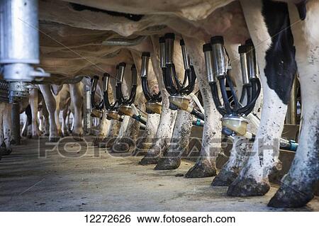 Stock Photograph - Milking equipment attached to udders of Holstein cows; Lancaster, Pennsylvania, United States of America. Fotosearch