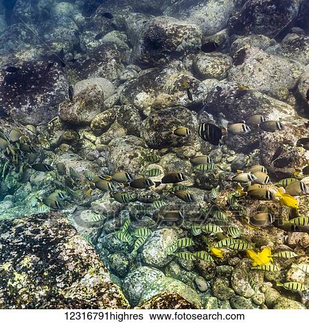 Mix of surgeonfish (Acanthuridae) species feeding in shallow water off the Kona coast; Kona, Island of Hawaii, Hawaii, United States of America View Large Photo Image Stock Photograph - Mix of surgeonfish (Acanthuridae) species feeding in shallow water off the Kona coast; Kona, Island of Hawaii, Hawaii, United States of America. Fotosearch