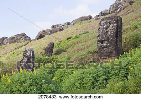 Moai By The Quarry In The Crater Of Rano Raraku Volcano, Rapa Nui (Easter Island), Chile View Large Photo Image Stock Image - Moai By The Quarry In The Crater Of Rano Raraku Volcano, Rapa Nui (Easter Island), Chile. Fotosearch