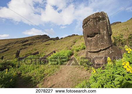 Moai By The Quarry In The Crater Of Rano Raraku Volcano, Rapa Nui (Easter Island), Chile View Large Photo Image Stock Photo - Moai By The Quarry In The Crater Of Rano Raraku Volcano, Rapa Nui (Easter Island), Chile. Fotosearch
