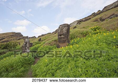 Moai By The Quarry In The Crater Of Rano Raraku Volcano, Rapa Nui (Easter Island), Chile View Large Photo Image Stock Photo - Moai By The Quarry In The Crater Of Rano Raraku Volcano, Rapa Nui (Easter Island), Chile. Fotosearch
