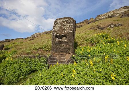 Moai By The Quarry In The Crater Of Rano Raraku Volcano, Rapa Nui (Easter Island), Chile View Large Photo Image Stock Photograph - Moai By The Quarry In The Crater Of Rano Raraku Volcano, Rapa Nui (Easter Island), Chile. Fotosearch