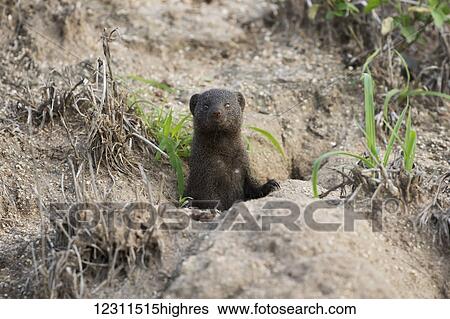 Stock Photograph - Moongoose looking out a hole; South Africa. Fotosearch