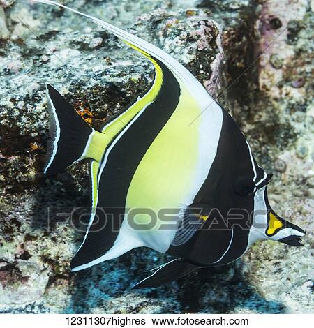 Stock Photograph - Moorish Idol (Zanclus cornutus) photographed while scuba diving the Kona coast; Kona, Island of Hawaii, Hawaii, United States of America. Fotosearch
