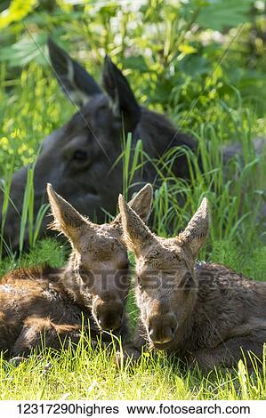 Moose (alces alces) calves feeding and resting close to their mother, South-central Alaska; Anchorage, Alaska, United States of America View Large Photo Image Stock Photograph - Moose (alces alces) calves feeding and resting close to their mother, South-central Alaska; Anchorage, Alaska, United States of America. Fotosearch