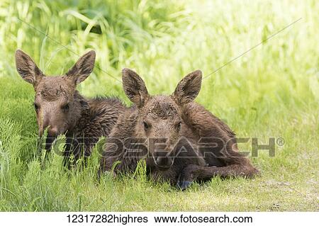 Stock Photograph - Moose (alces alces) calves laying together while their mother feeds nearby, South-central Alaska; Anchorage, Alaska, United States of America. Fotosearch
