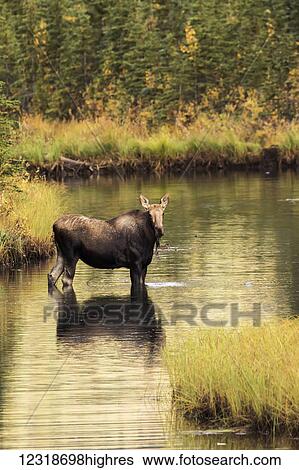 Stock Photograph - Moose (alces alces) feeding in a shallow pond south of Cantwell, photo taken from Parks Highway common moose habitat; Alaska, United States of America. Fotosearch