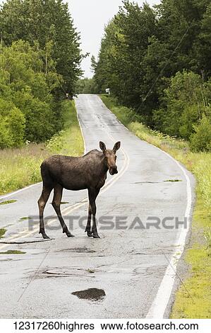 Stock Photograph - Moose (alces alces) standing in the road, South-central Alaska; Alaska, United States of America. Fotosearch