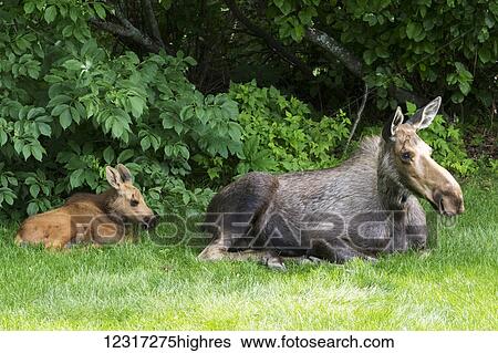 Stock Photograph - Moose calf (alces alces) rests and feeds with it's mother; Anchorage, Alaska, United States of America. Fotosearch