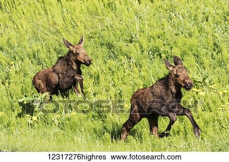 Stock Photograph - Moose calves (alces alces) run and play together while their mother feeds nearby, South-central Alaska; Anchorage, Alaska, United States of America. Fotosearch