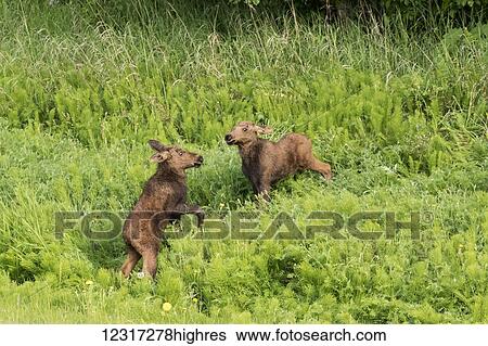 Stock Photograph - Moose calves (alces alces) run and play together while their mother feeds nearby, South-central Alaska; Anchorage, Alaska, United States of America. Fotosearch