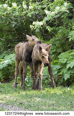 Moose calves run and play together while their mothers feed nearby, South-central Alaska; Anchorage, Alaska, United States of America View Large Photo Image Stock Photograph - Moose calves run and play together while their mothers feed nearby, South-central Alaska; Anchorage, Alaska, United States of America. Fotosearch