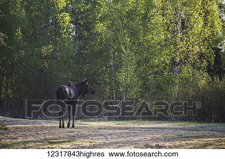 Stock Photograph - Moose standing on open ground in summer, Southcentral Alaska, USA. Fotosearch
