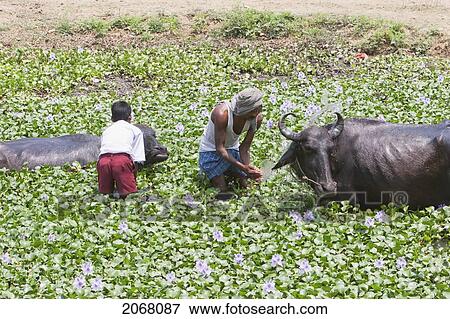 Stock Photo - Morning Bath For The Bulls, Nalanda, Bihar, India. Fotosearch