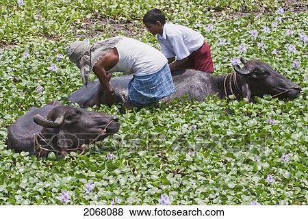 Stock Photo - Morning Bath For The Bulls, Nalanda, Bihar, India. Fotosearch