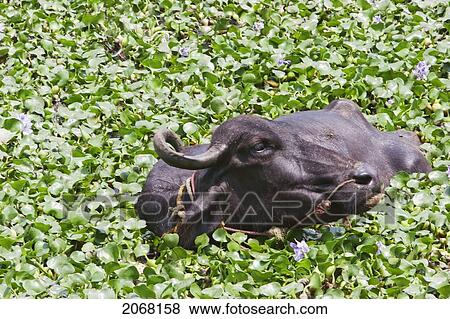 Morning Bath For The Bulls, Nalanda, Bihar, India View Large Photo Image Stock Photo - Morning Bath For The Bulls, Nalanda, Bihar, India. Fotosearch