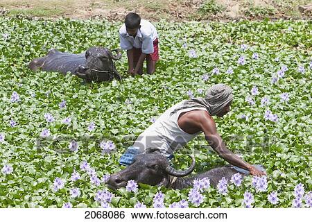 Morning Bath For The Bulls, Nalanda, Bihar, India View Large Photo Image Stock Photograph - Morning Bath For The Bulls, Nalanda, Bihar, India. Fotosearch