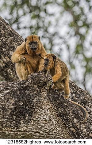 Stock Photograph - Mother and baby black howler monkeys sitting; Mato Grosso do Sul, Brazil. Fotosearch