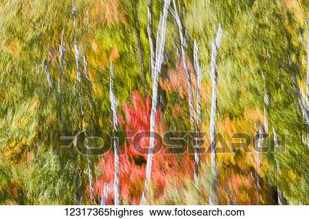 Motion blur of high winds in a fall forest near Carlton Peak in Temperance River State Park on the North Shore of Lake Superior near Tofte; Minnesota, United States of America View Large Photo Image Stock Photograph - Motion blur of high winds in a fall forest near Carlton Peak in Temperance River State Park on the North Shore of Lake Superior near Tofte; Minnesota, United States of America. Fotosearch
