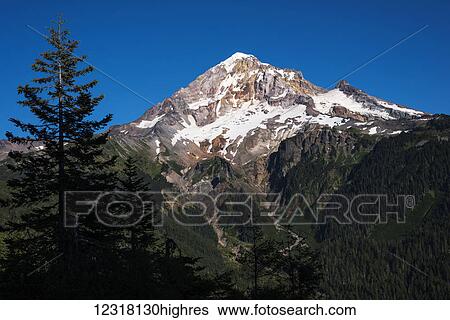 Mount Hood stands above the forest; Zigzag, Oregon, United States of America View Large Photo Image Stock Photograph - Mount Hood stands above the forest; Zigzag, Oregon, United States of America. Fotosearch