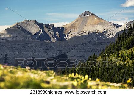 Mountain range with wildflowers on hillside in the foreground and blue sky; Bragg Creek, Alberta, Canada View Large Photo Image Stock Photograph - Mountain range with wildflowers on hillside in the foreground and blue sky; Bragg Creek, Alberta, Canada. Fotosearch