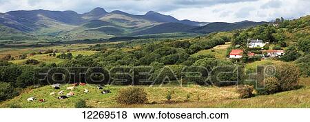 Mountains in the distance and cattle grazing in a hillside field, near Sneem; County Kerry, Ireland View Large Photo Image Stock Photo - Mountains in the distance and cattle grazing in a hillside field, near Sneem; County Kerry, Ireland. Fotosearch
