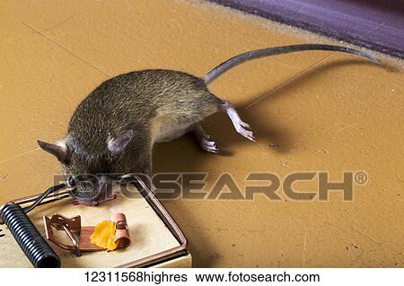 Stock Photograph - Mouse caught in a mouse trap loaded with cheese; Calgary, Alberta, Canada. Fotosearch