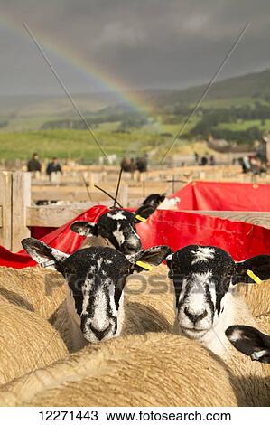 Stock Image - Mule ewe lambs at auction mart, with a rainbow behind; Hawes, North Yorkshire, England. Fotosearch