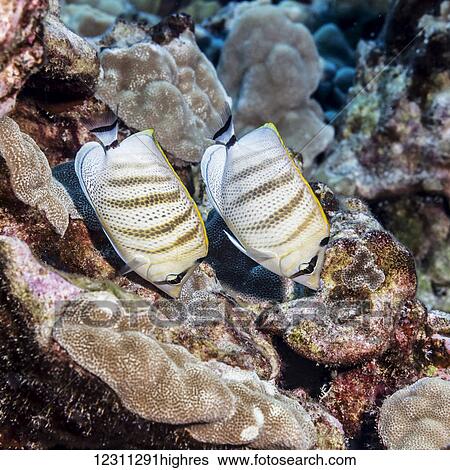 Multiband Butterflyfish (Chaetodon multicinlus), a Hawaiian endemic fish species, pair feeding on lobe coral (Porites lobata) photographed while scuba diving the Kona coast; Kona, Island of Hawaii, Hawaii, United States of America View Large Photo Image Stock Photograph - Multiband Butterflyfish (Chaetodon multicinlus), a Hawaiian endemic fish species, pair feeding on lobe coral (Porites lobata) photographed while scuba diving the Kona coast; Kona, Island of Hawaii, Hawaii, United States of America. Fotosearch