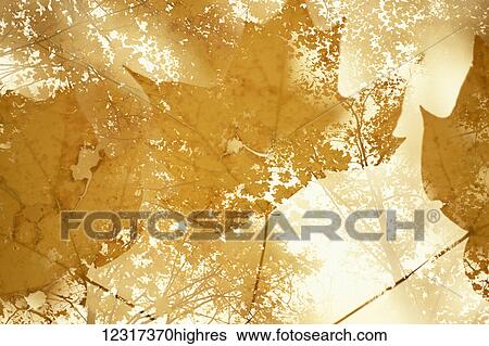 Stock Photograph - Multiple exposure of sugar maple leaves, close up and forest canopy, in Superior National Forest near Finland; Minnesota, United States of America. Fotosearch