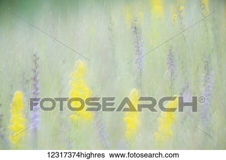 Stock Photograph - Multiple exposure of yellow goldenrod and and purplish rough blazing star in Smith Prairie, Hubbard County; Minnesota, United States of America. Fotosearch
