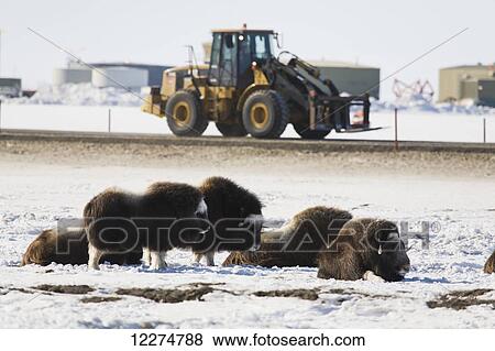 Musk ox lying on the frozen tundra with a loader driving by in the Prudhoe Bay Oilfield, North Slope, Arctic, Alaska View Large Photo Image Stock Photo - Musk ox lying on the frozen tundra with a loader driving by in the Prudhoe Bay Oilfield, North Slope, Arctic, Alaska. Fotosearch