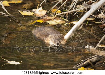 Stock Photograph - Muskrat (Ondatra zibethicus) swimming towards the camera; Calgary, Alberta, Canada. Fotosearch