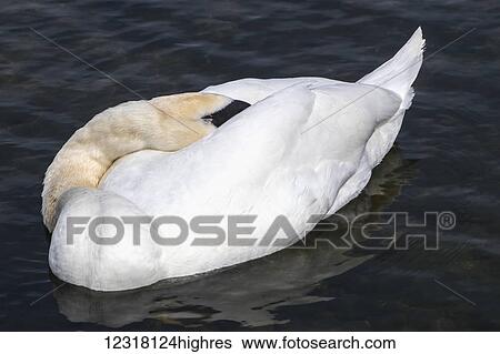 Stock Photograph - Mute Swan (Cygnus olor) in Hyde Park; London, England. Fotosearch