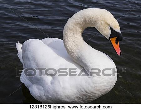 Stock Photograph - Mute Swan (Cygnus olor) in Hyde Park; London, England. Fotosearch