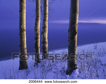 Natural Moments Photography; Aspen Trees And Winter Lake Shoreline, Francois Lake Bc View Large Photo Image Picture - Natural Moments Photography; Aspen Trees And Winter Lake Shoreline, Francois Lake Bc. Fotosearch