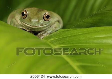 Natural Moments Photography; White's Tree Frog View Large Photo Image Picture - Natural Moments Photography; White's Tree Frog. Fotosearch