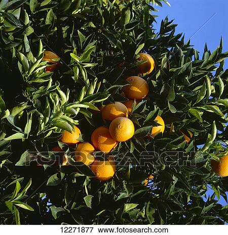 Stock Photo - Navel oranges on tree, Fresno County; California, United States of America. Fotosearch