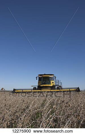 Stock Image - New Holland CR9060 Combine harvesting soybeans; Dyersville, Tennessee, United States of America. Fotosearch