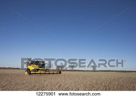 New Holland CR9060 Combine harvesting soybeans; Dyersville, Tennessee, United States of America View Large Photo Image Stock Image - New Holland CR9060 Combine harvesting soybeans; Dyersville, Tennessee, United States of America. Fotosearch