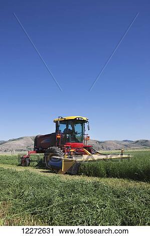 New Holland H8060 cutting Alfalfa; Preston, Idaho, United States of America View Large Photo Image Stock Image - New Holland H8060 cutting Alfalfa; Preston, Idaho, United States of America. Fotosearch