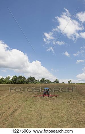 Stock Photography - New Holland T4050 tractor with H5270 tedder in alfalfa; New Holland, Pennsylvania, United States of America. Fotosearch