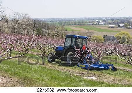 Stock Image - New Holland T4050F tractor mowing in peach orchard with blossoms; Lititz, Pennsylvania, United States of America. Fotosearch