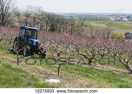 Stock Image - New Holland T4050F tractor mowing in peach orchard with blossoms; Lititz, Pennsylvania, United States of America. Fotosearch