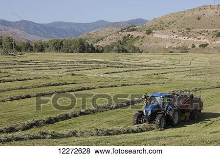 New Holland T7 Tractor with BB340 large square baler baling alfalfa in a river bottom; Preston, Idaho, United States of America View Large Photo Image Stock Photo - New Holland T7 Tractor with BB340 large square baler baling alfalfa in a river bottom; Preston, Idaho, United States of America. Fotosearch