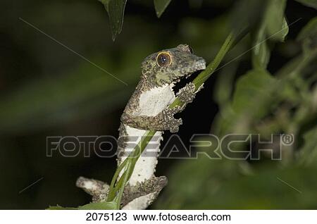 Nocturnal Gecko, Ranomafana National Park, Fianarantsoa Province, Madagascar View Large Photo Image Stock Image - Nocturnal Gecko, Ranomafana National Park, Fianarantsoa Province, Madagascar. Fotosearch